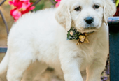 Premium Goldendoodle Puppies for Sale – Health Guarantee Included!