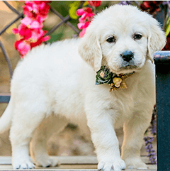 Premium Goldendoodle Puppies for Sale – Health Guarantee Included!