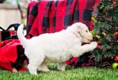 Premium Goldendoodle Puppies for Sale – Health Guarantee Included!