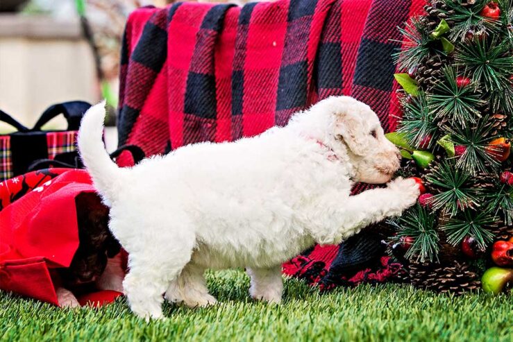 Premium Goldendoodle Puppies for Sale – Health Guarantee Included!